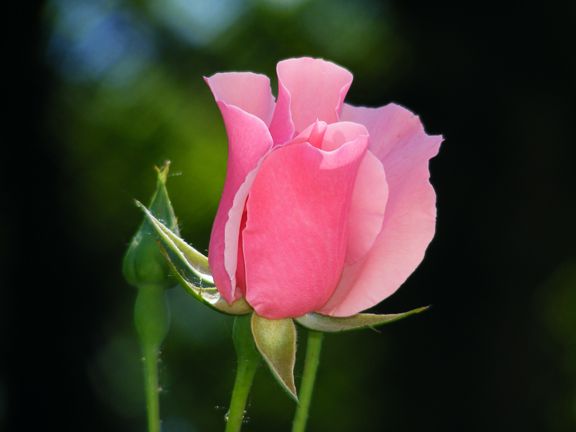 Dainty Bess photo db2013_06030037_zps0e1e805b.jpg